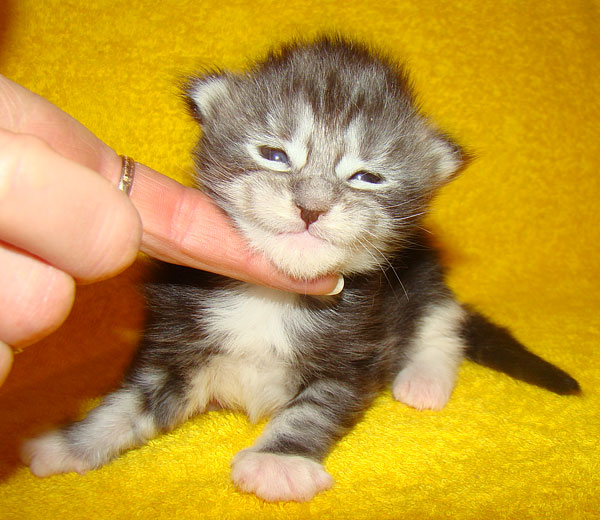     Catsvill County!   !    !       !!!    Catsvill County +7-926-544-74-09     .   ,   ,   ,    ,   ,  ,     ,   -,    ,   !